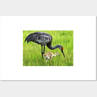 Sandhill crane parent with chick Posters and Art